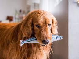 Dog cuisine mackerel