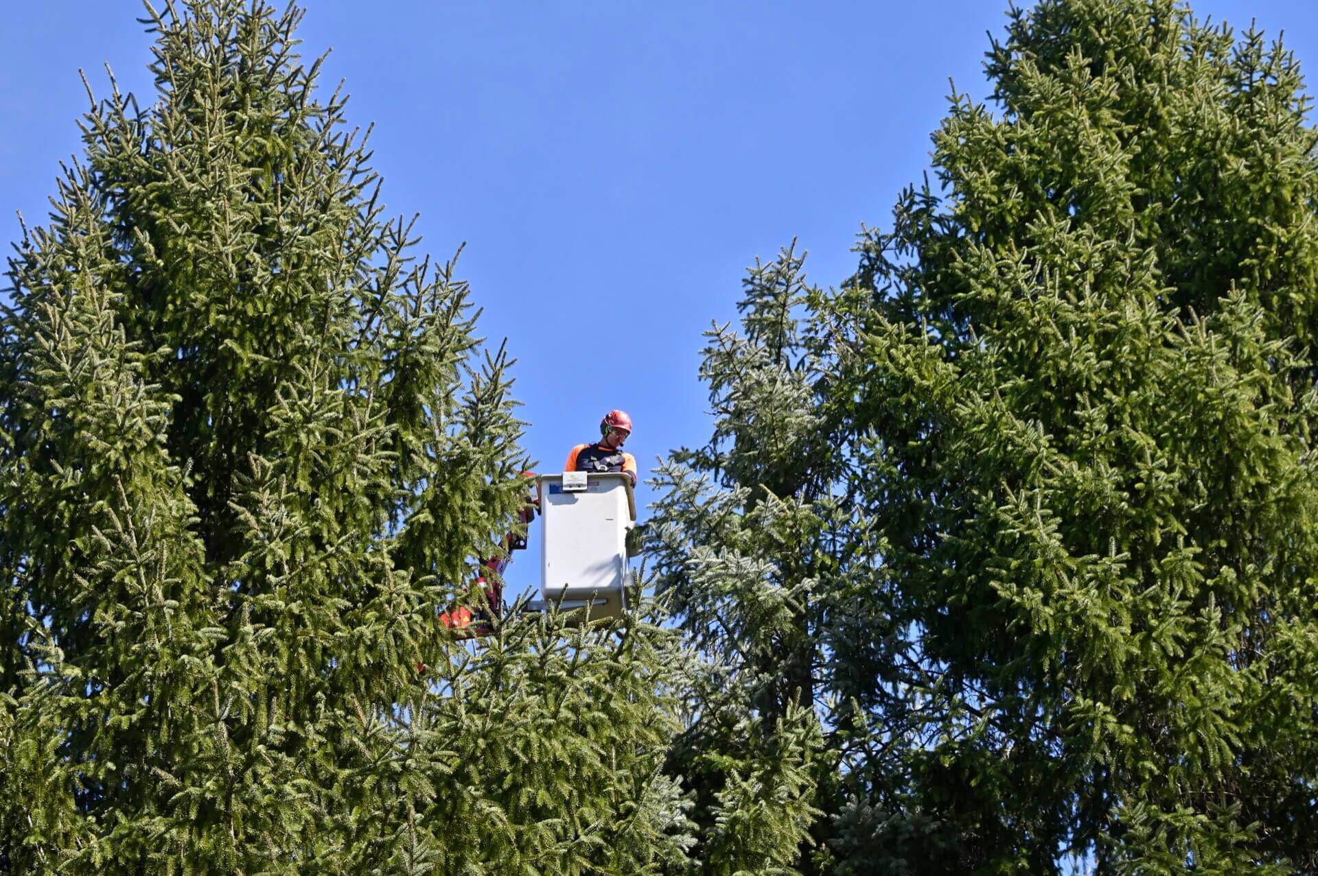 arborist tree trimming
