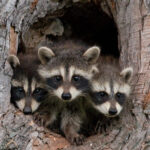 raccoon removal